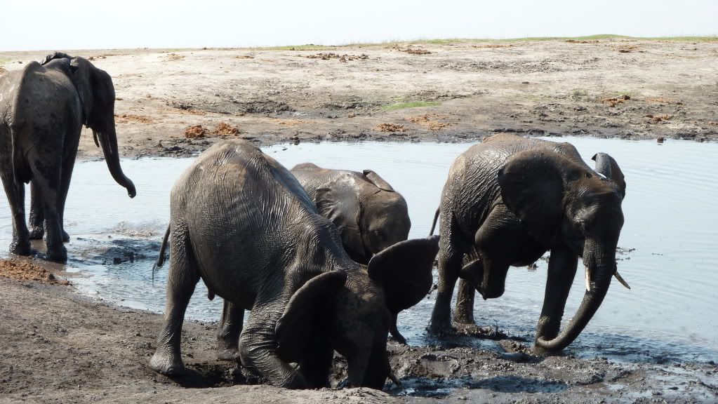 zimbabwe elephants photo: Elephants frolicking in the mud Elephantmudfun.jpg
