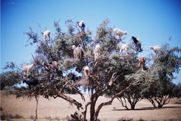 goats photo: Tree full of goats Goats1_182904.jpg