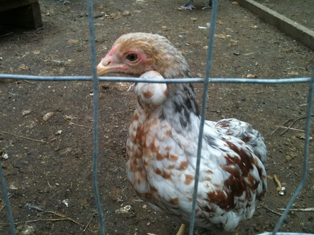 Blue Red Araucana