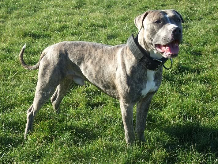 dogsbronspups007.jpg