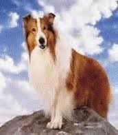 lassie.jpg