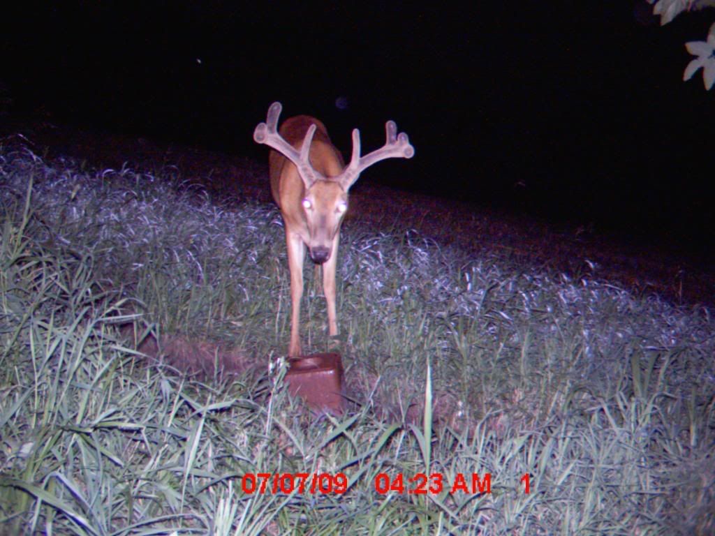 gamecam09bills005.jpg