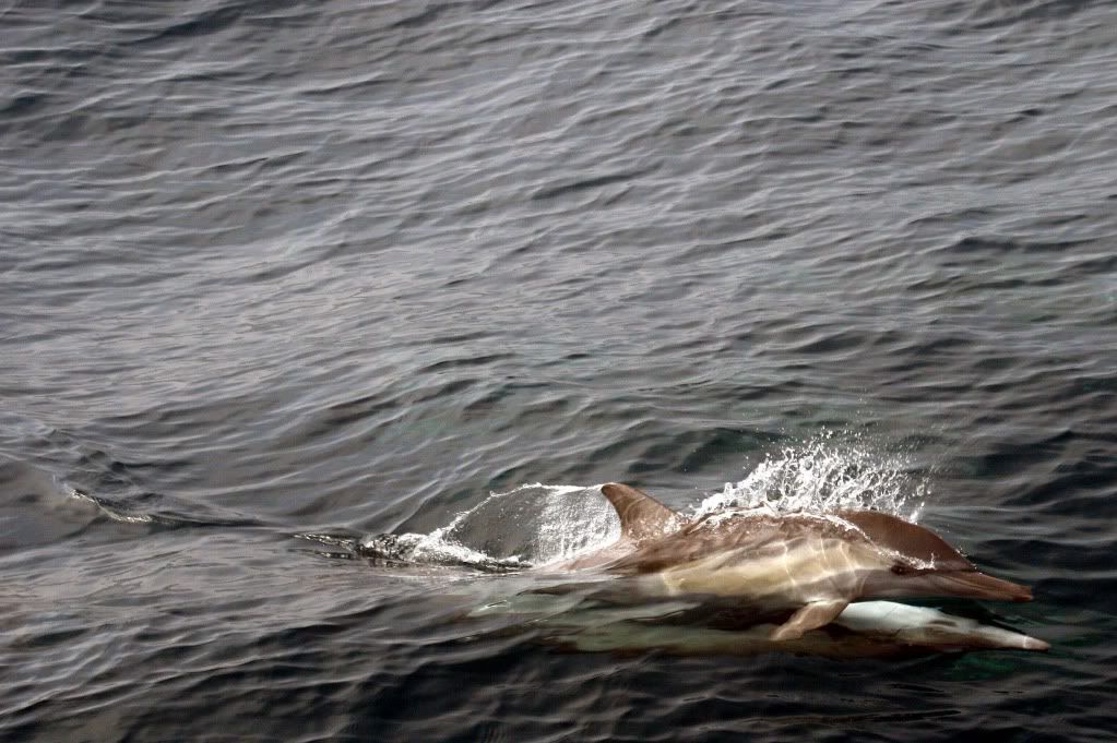 Porpoise Sex (c) fuckphotobucket55 barbara berlusconi sex