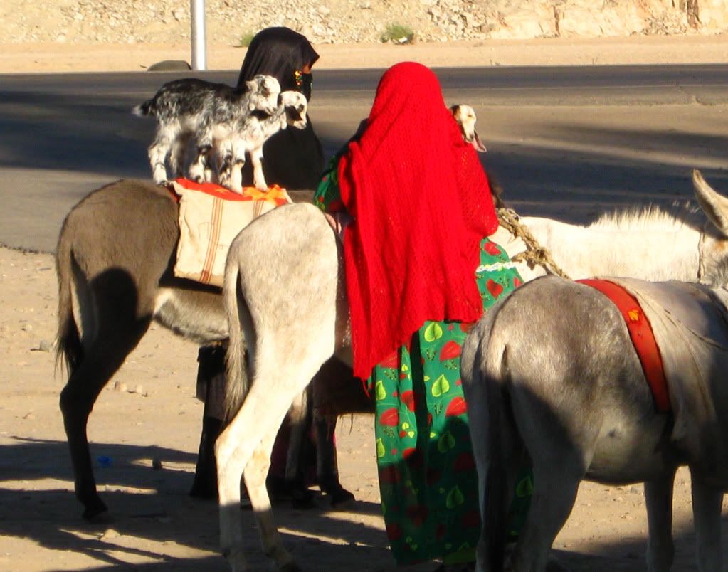 http://i625.photobucket.com/albums/tt335/mirihq/Egypt/IMG_67900.jpg