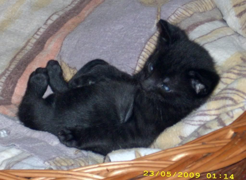 cat baby photo: cat babys006.jpg