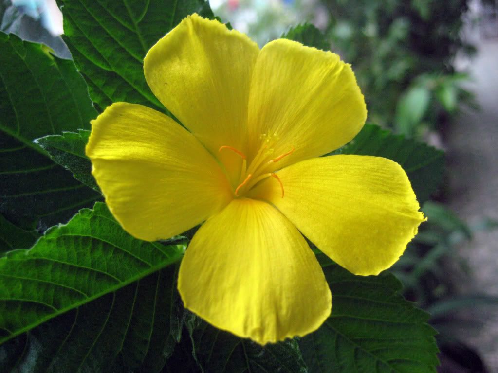 Trồng hoa cảnh gì mau cho ra hoa? - 4