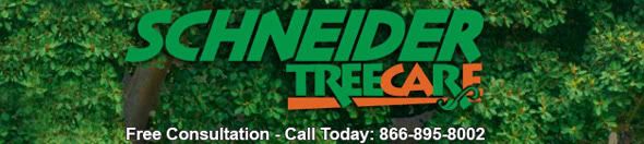 tree removal service atlanta