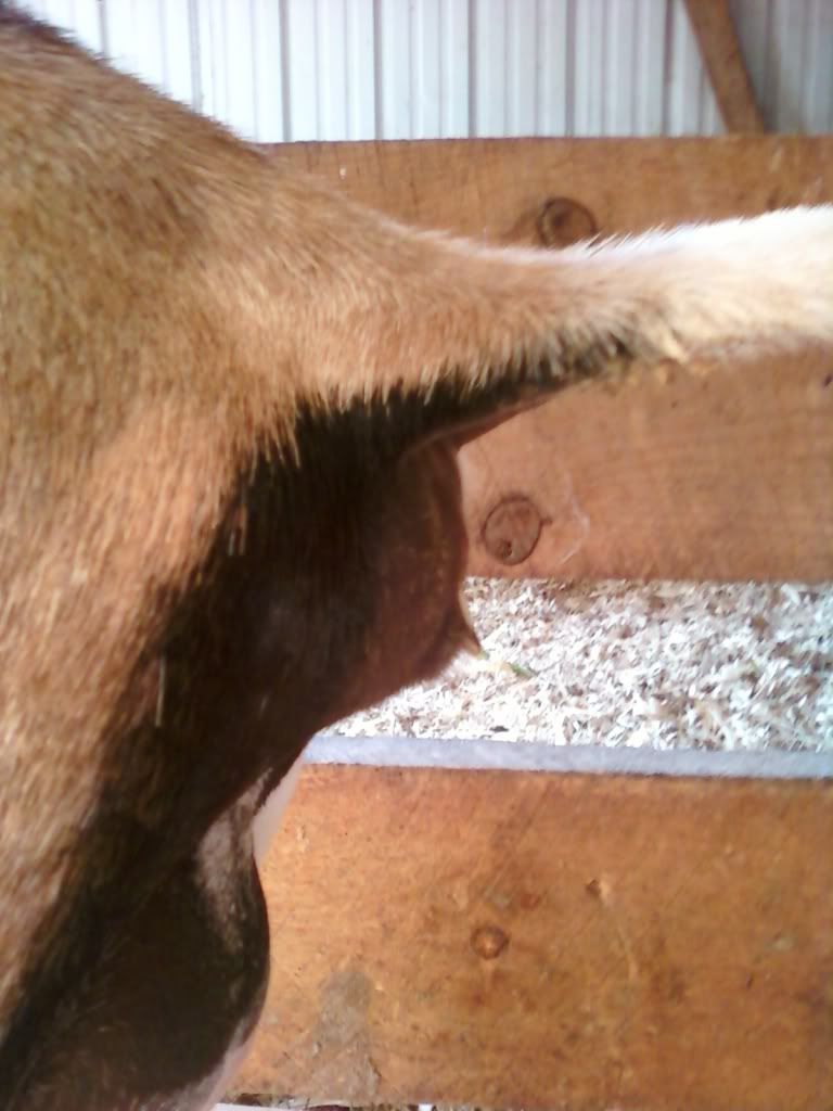 Pelvic Exam Questions - Goats