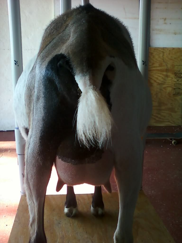 Want to play the guessing game? (pic heavy) - Goats