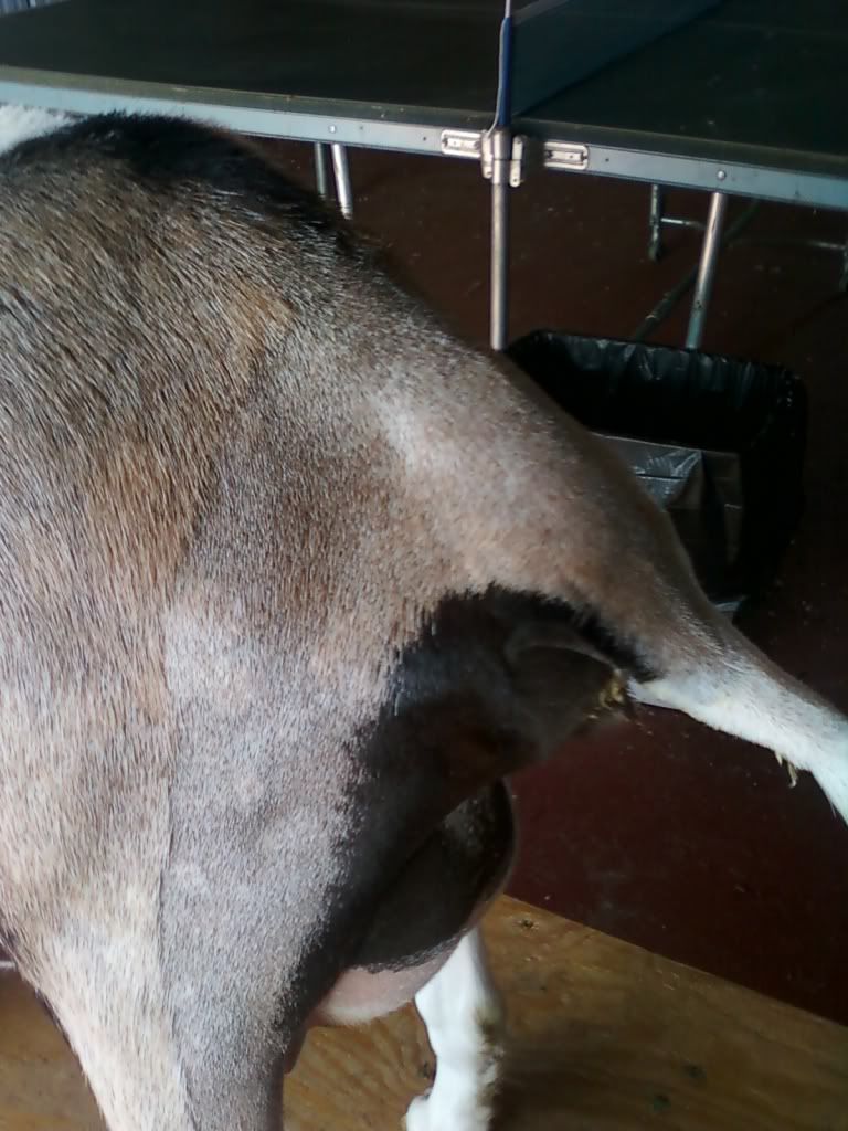 Want to play the guessing game? (pic heavy) - Goats