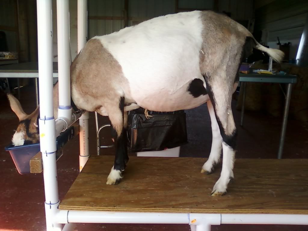 Want to play the guessing game? (pic heavy) - Goats