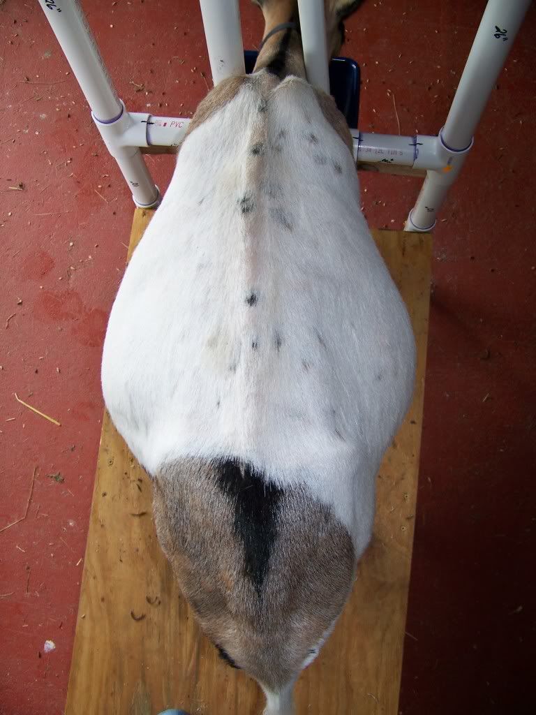 Want to play the guessing game? (pic heavy) - Goats