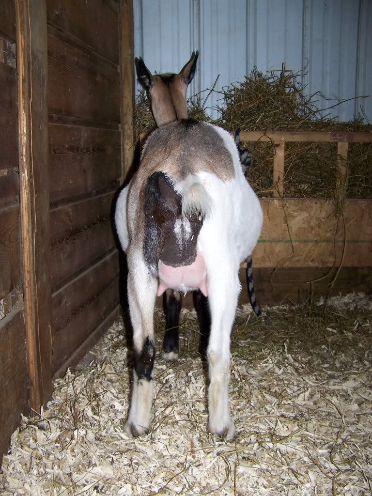 Want to play the guessing game? (pic heavy) - Goats