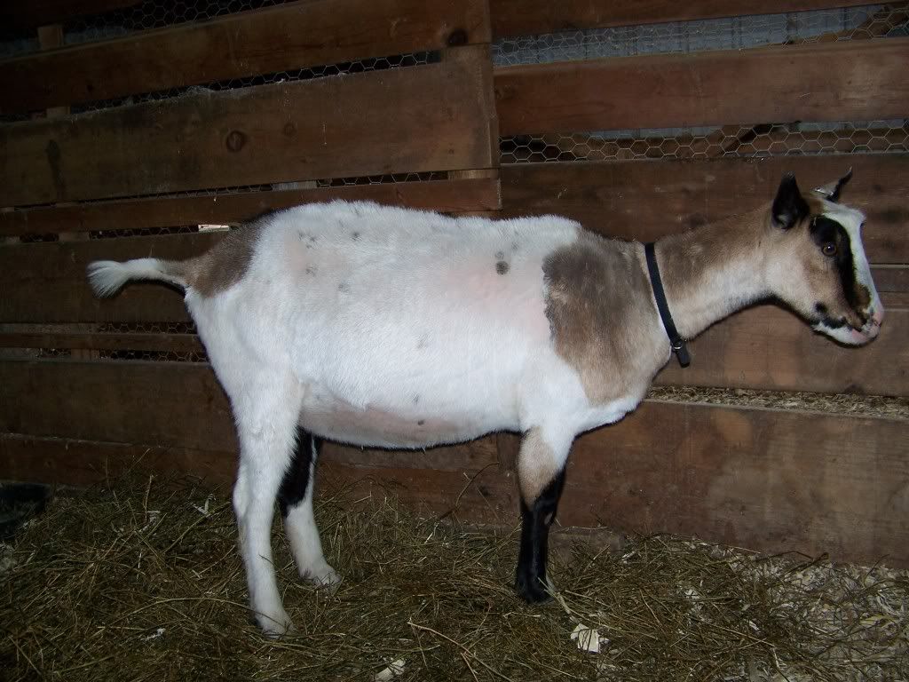 Want to play the guessing game? (pic heavy) - Goats