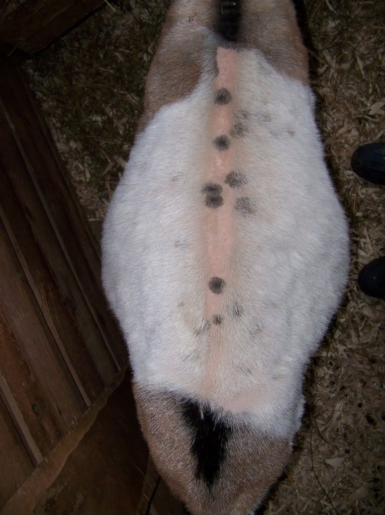 Want to play the guessing game? (pic heavy) - Goats