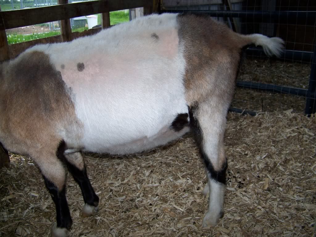 Want to play the guessing game? (pic heavy) - Goats