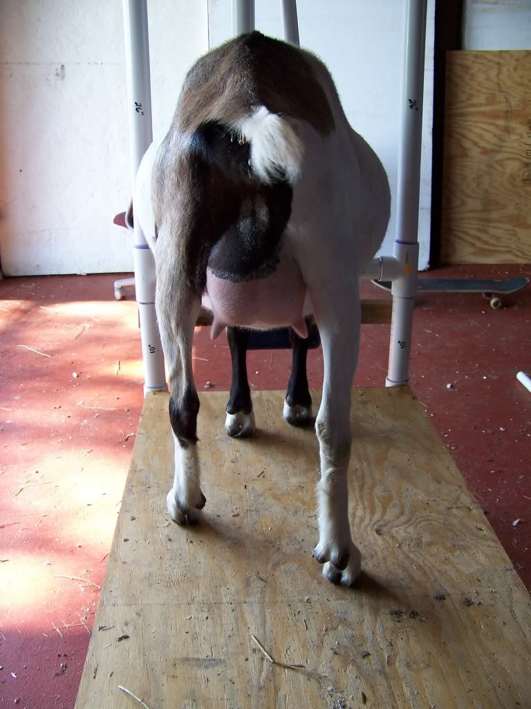 Want to play the guessing game? (pic heavy) - Goats