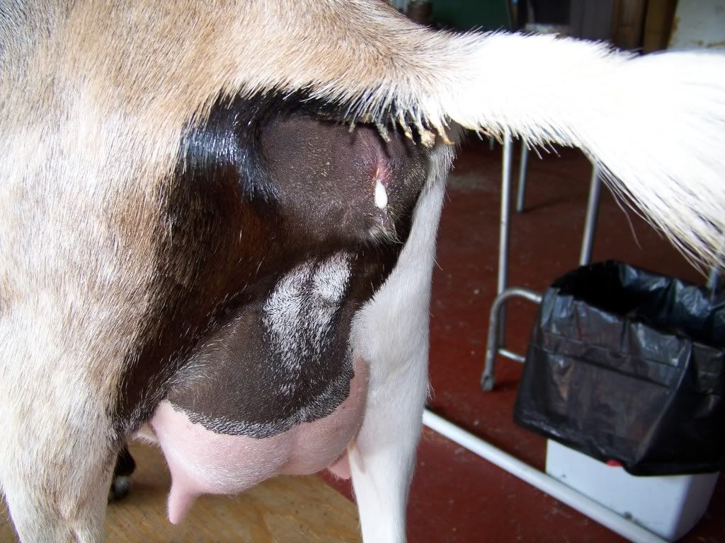 Pelvic Exam Questions - Goats