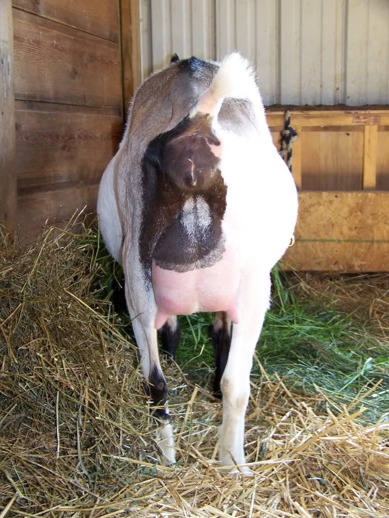 Want to play the guessing game? (pic heavy) - Goats