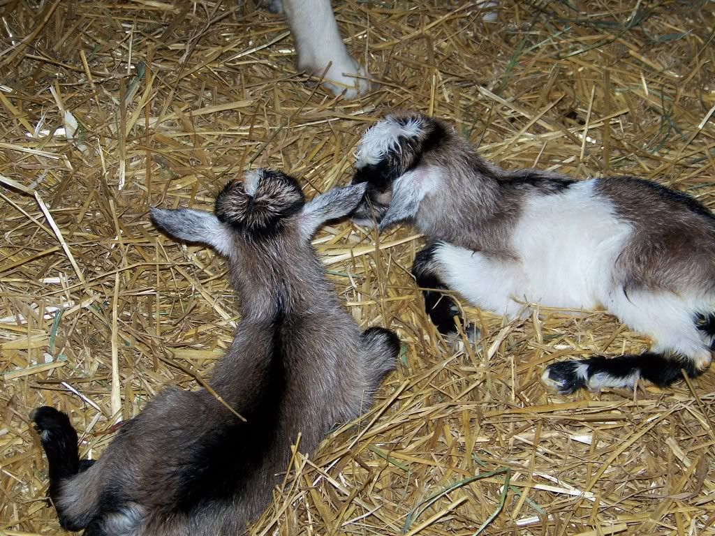 Want to play the guessing game? (pic heavy) - Goats