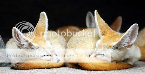fennec foxes pictures, images and photos