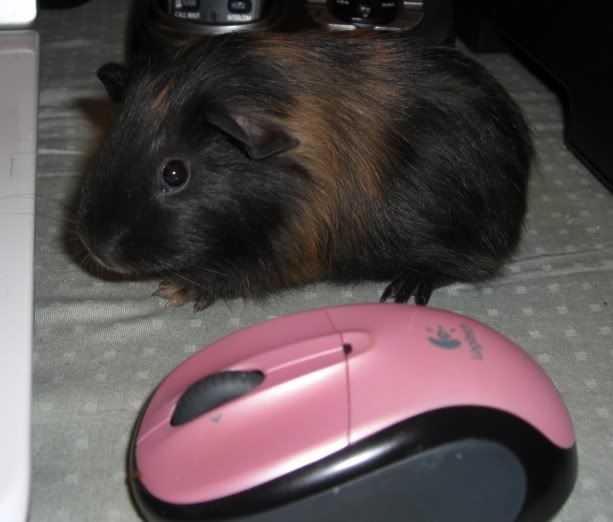Ru-Runt1.jpg